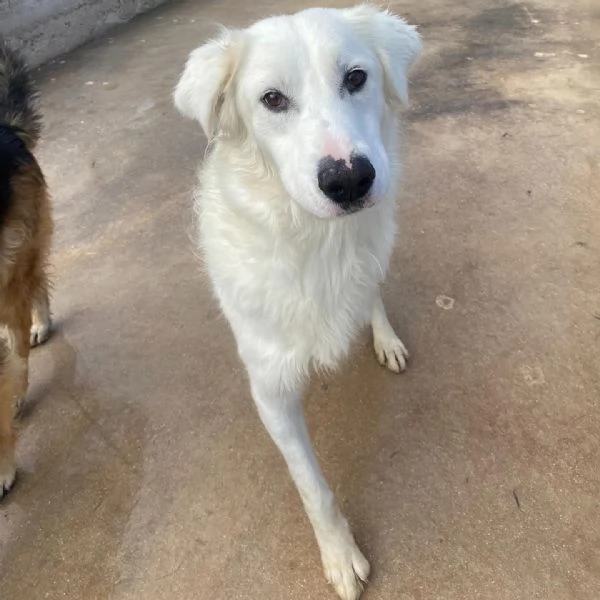 GHALI splendido cagnolino tripode in adozione  canile di Latina | Foto 1