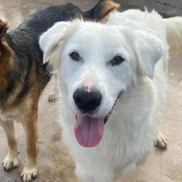 GHALI splendido cagnolino tripode in adozione  canile di Latina | Foto 0