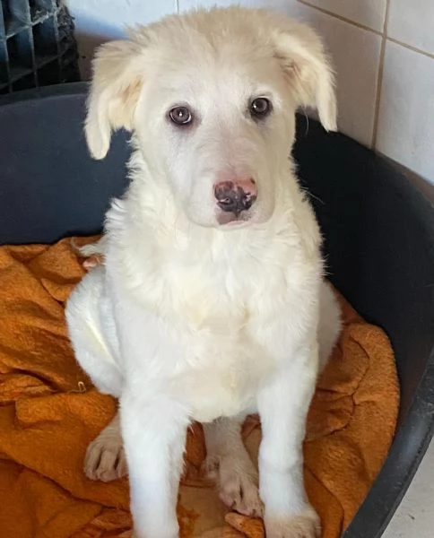 Aurora dolce cucciola 5 mesi cerca casa   adozione canile di Latina | Foto 2