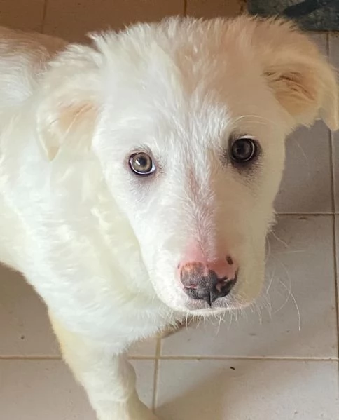 Aurora dolce cucciola 5 mesi cerca casa   adozione canile di Latina | Foto 1