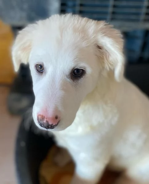 Aurora dolce cucciola 5 mesi cerca casa   adozione canile di Latina | Foto 0