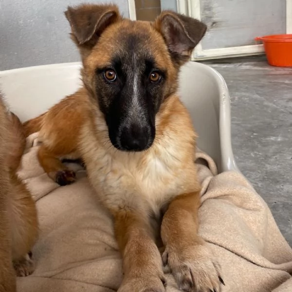 DIVA stupenda incrocio pastore belga 5 mesi e mezzo cerca casa  | Foto 0