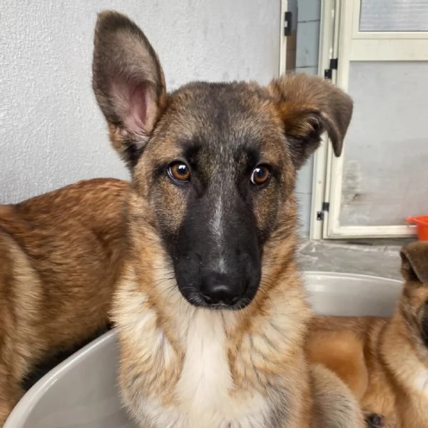 Dafne cucciolona incrocio pastore belga cerca casa  adozione canile  | Foto 5