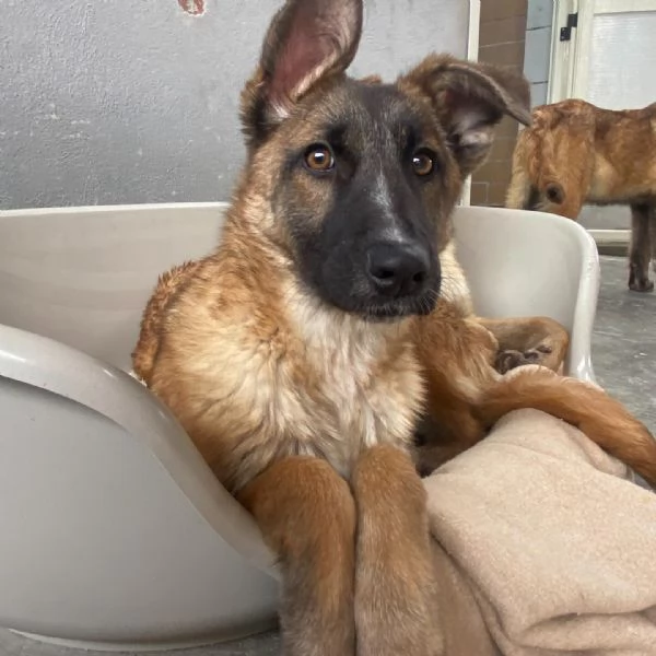 Dafne cucciolona incrocio pastore belga cerca casa  adozione canile  | Foto 1