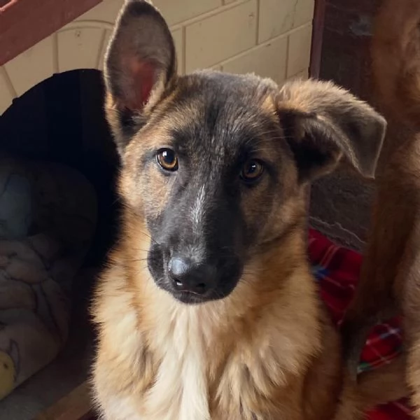 Dafne cucciolona incrocio pastore belga cerca casa  adozione canile  | Foto 0