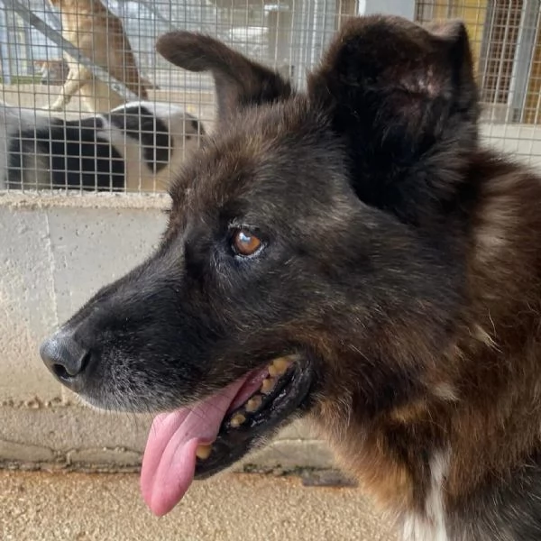 Schizzo nonnino 12 anni cerca casa  adozione canile di Latina | Foto 5