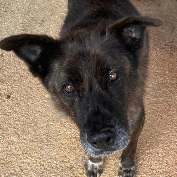 Schizzo nonnino 12 anni cerca casa  adozione canile di Latina | Foto 4