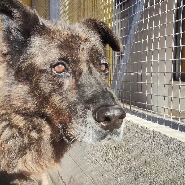 Schizzo nonnino 12 anni cerca casa  adozione canile di Latina | Foto 3