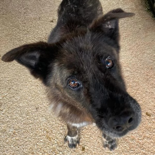 Schizzo nonnino 12 anni cerca casa  adozione canile di Latina | Foto 2