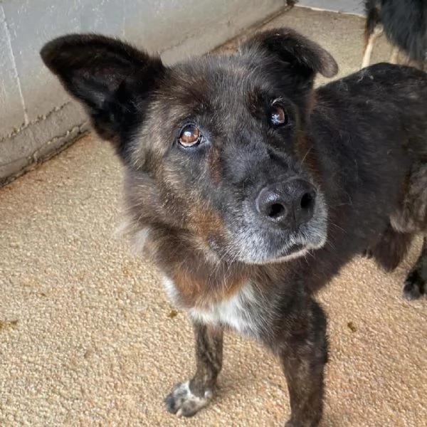 Schizzo nonnino 12 anni cerca casa  adozione canile di Latina | Foto 1