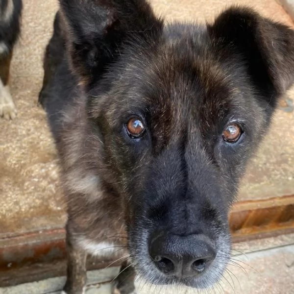 Schizzo nonnino 12 anni cerca casa  adozione canile di Latina | Foto 0