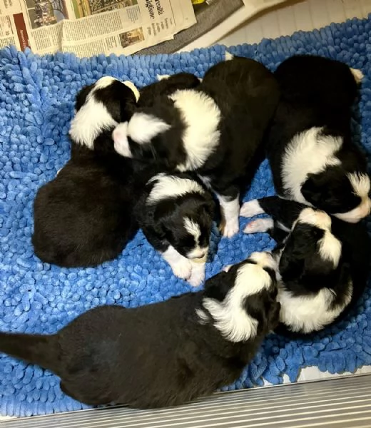 Cuccioli di Border collie