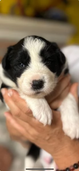 Cuccioli di Border collie | Foto 2