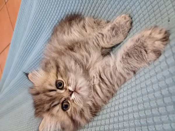 Gatti persiani  | Foto 1