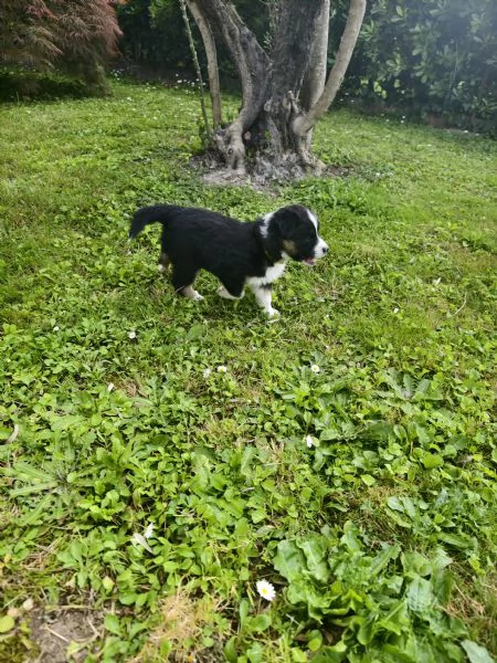 pastore australiano shepherd  | Foto 3