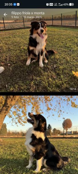 pastore australiano shepherd  | Foto 6