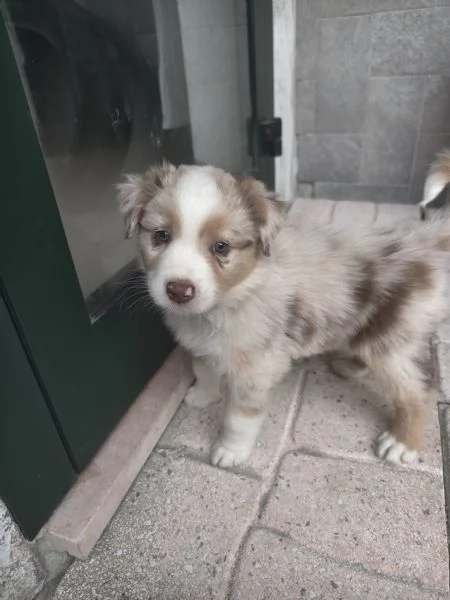 pastore australiano shepherd  | Foto 5