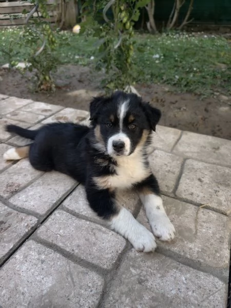pastore australiano shepherd  | Foto 4