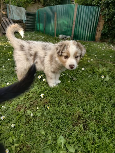 pastore australiano shepherd  | Foto 3