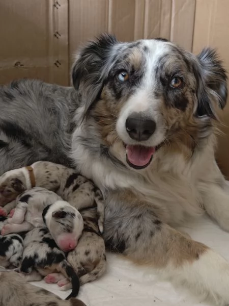 pastore australiano shepherd  | Foto 2