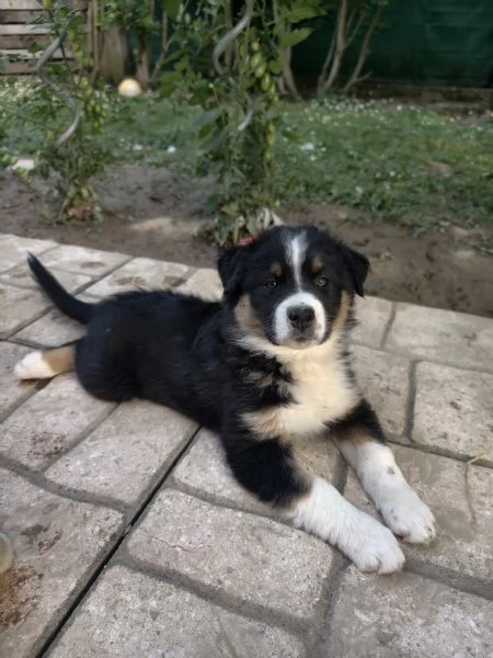 pastore australiano shepherd  | Foto 0