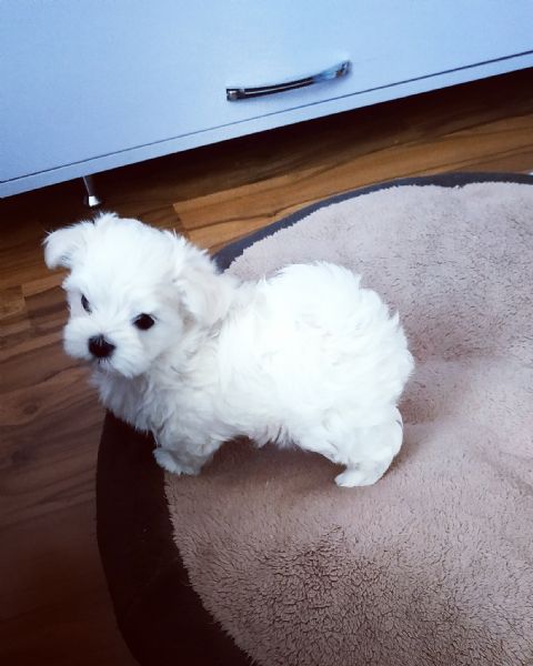Maltesei cuccioli maschio e femmina | Foto 0