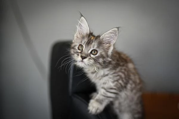 Cuccioli Maine Coon maschi e femmine | Foto 0