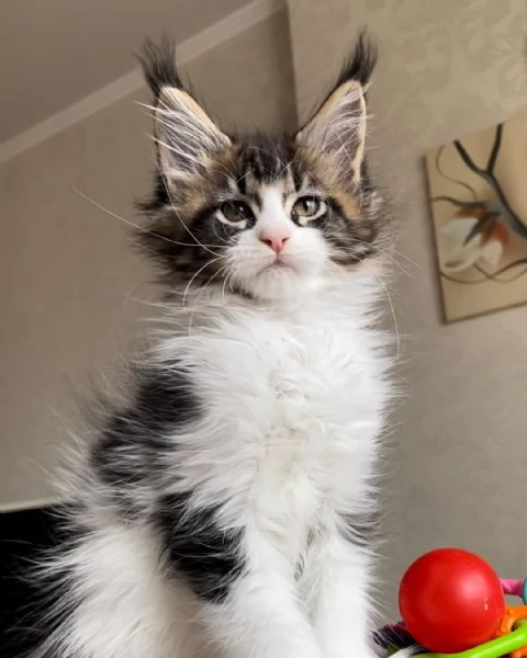 Fantastici gattini Maine Coon | Foto 2