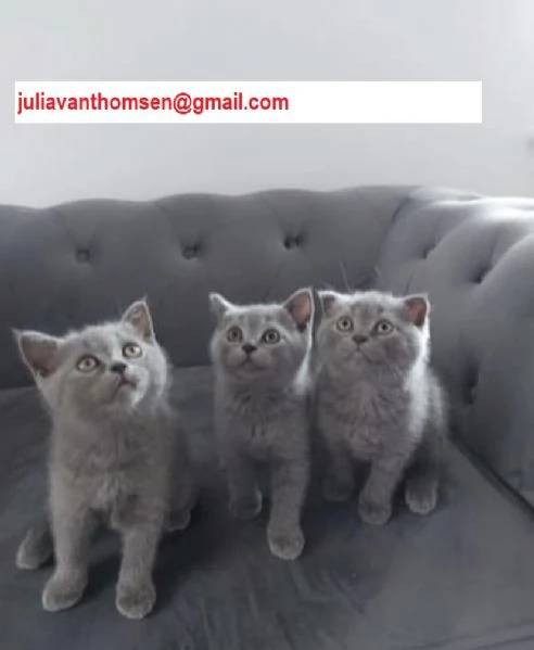 British shorthair