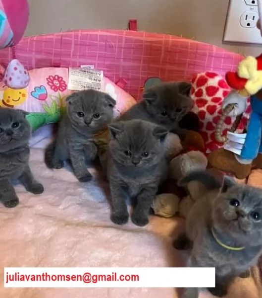 Cuccioli di british shorthair