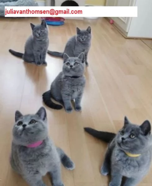  bellissime gattine British di3 messi