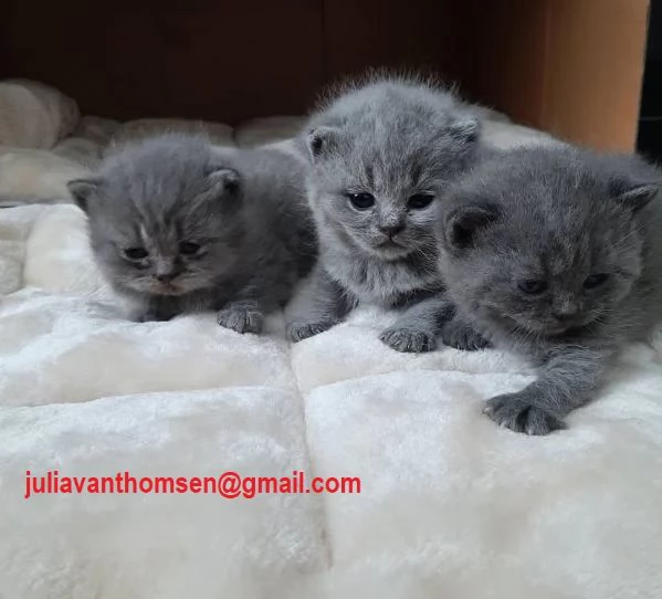 Cuccioli british shorthair grigioblu
