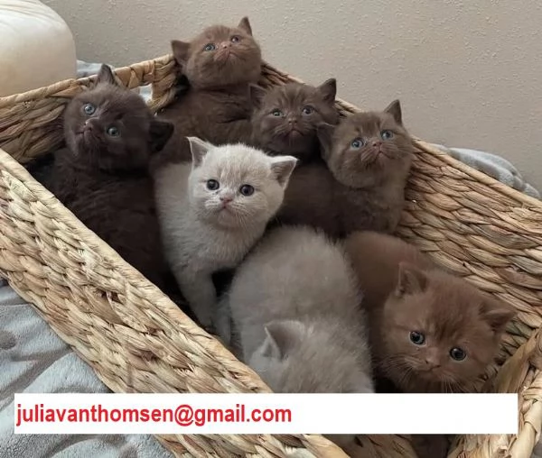 British shorthair | Foto 0