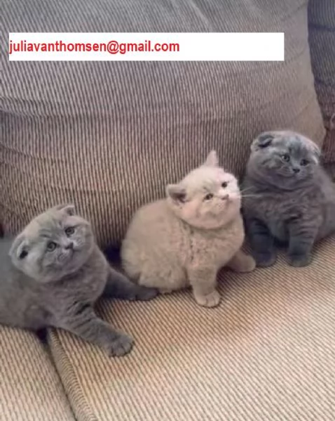 Cucciola British Shorthair