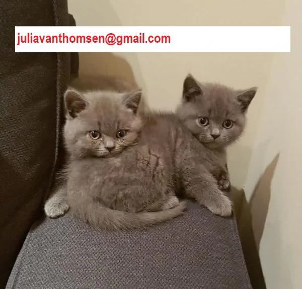 Speziali British shorthair