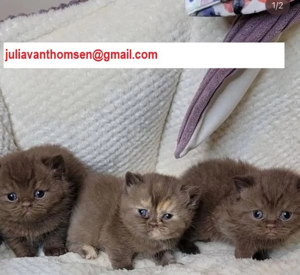 Cuccioli british shorthair