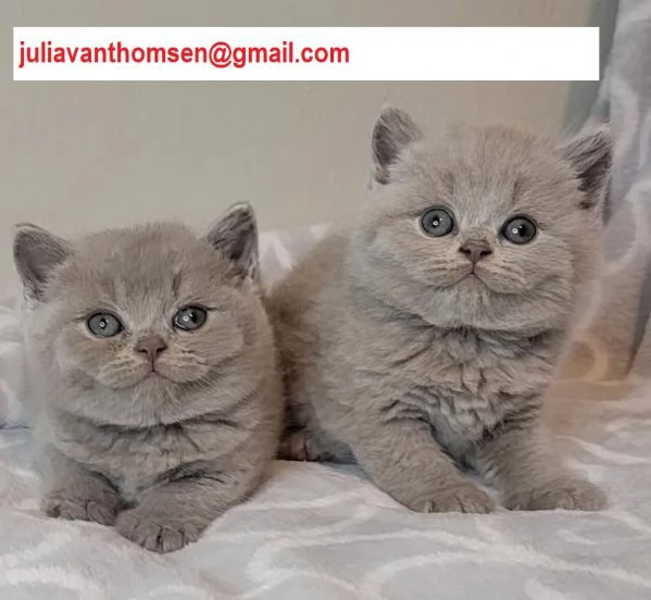 cuccioli british shorthair