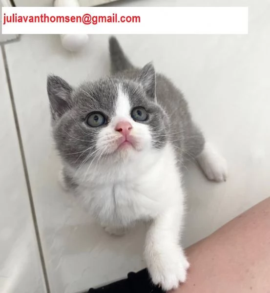  British Shorthair