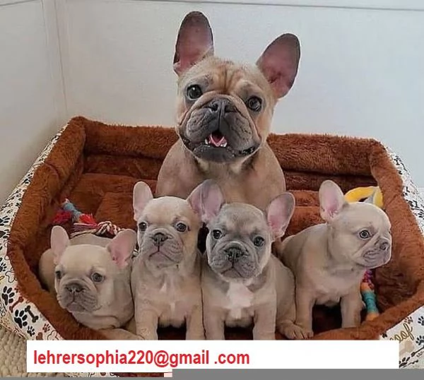 Cuccioli di Bulldog Francese | Foto 0