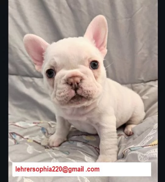 Bulldog francese  bouledogue