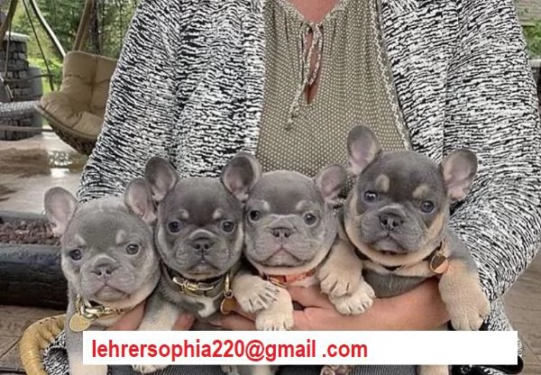 Bulldog francese