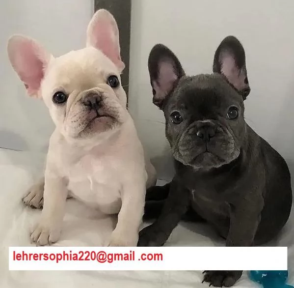  Bulldog Francese