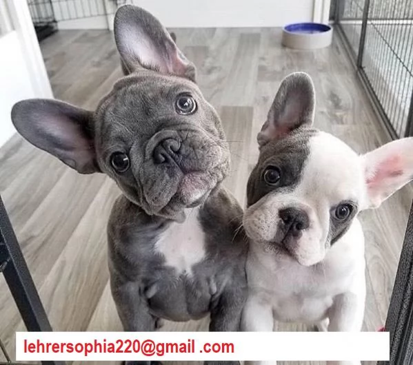 Bulldog francese