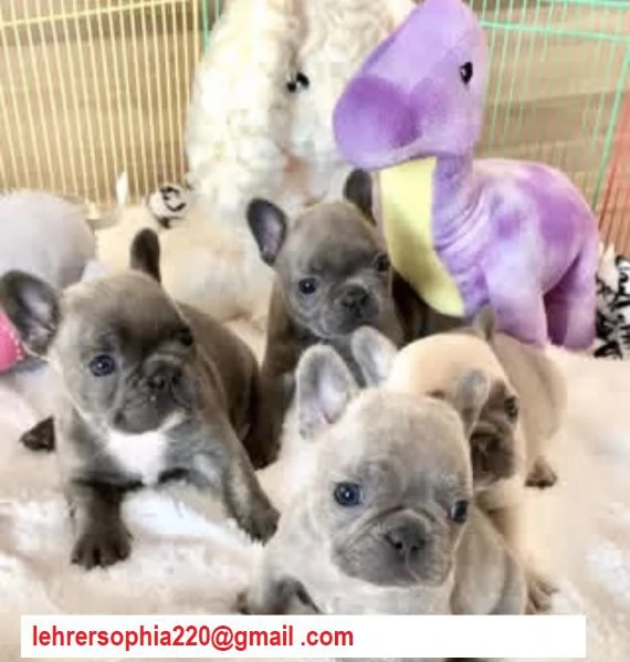 bulldog francese disponibile
