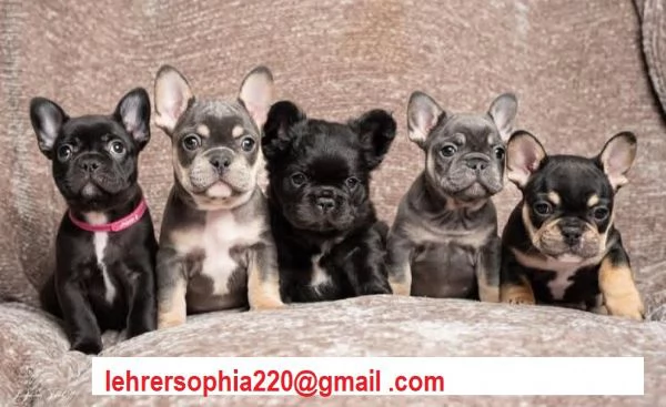 Bulldog francese cuccioli