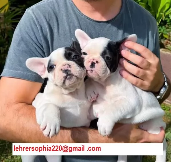 Cuccioli di bulldog francese mini