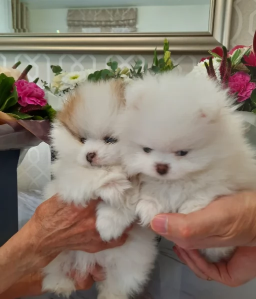 Adozione Spitz Pomerania Piccoli 