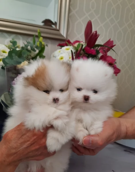 Adozione Spitz Pomerania Piccoli  | Foto 0