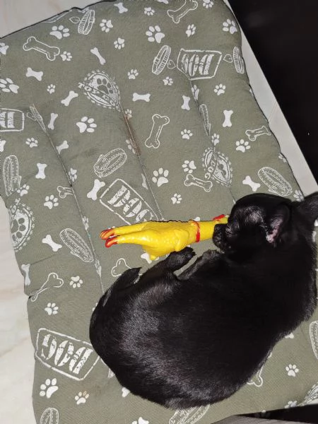 Mini Toy chihuahua maschio 