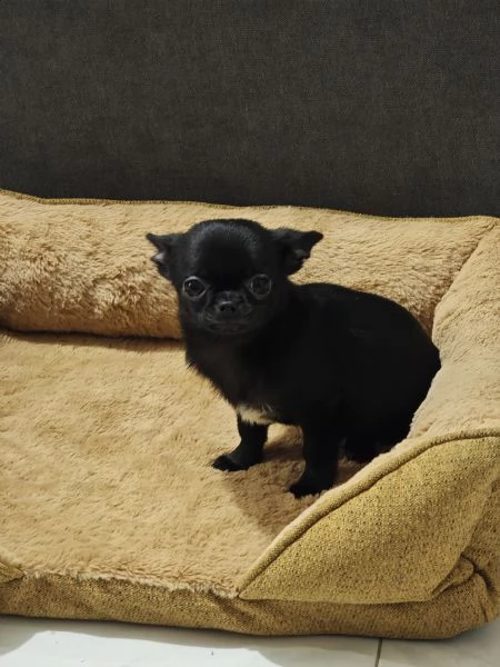 Mini Toy chihuahua maschio  | Foto 0